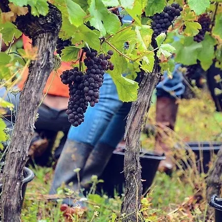 Le P'tit Coin De Chez Nous * Dambach