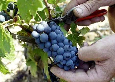 Сasa de vacaciones Le P'tit Coin De Chez Nous *