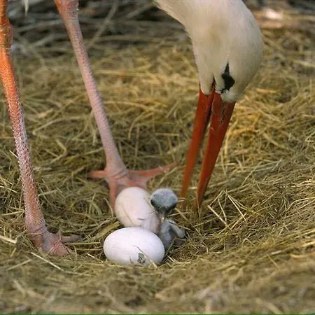 Le P'tit Coin De Chez Nous * Dambach